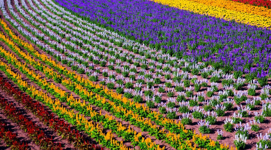 The Blossoming Advantage: Why Buying Professional-Grade Flowers from a Local Florist Beats Order Gatherers