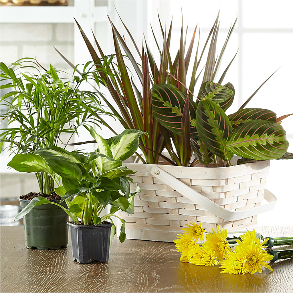 Florist Designed Blooming and Green Plants in a Basket – Infinity Floral, Osseo MN