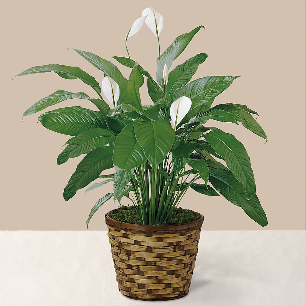 Tranquil Moments Peace Lily Plant – Infinity Floral, Osseo MN