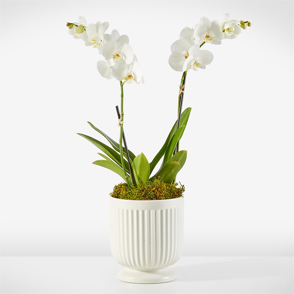 Whispering White Orchid – Infinity Floral, Osseo MN