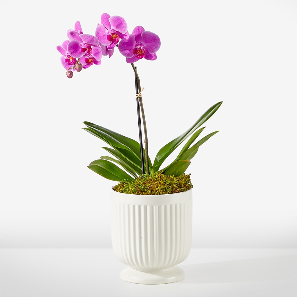 Friendly Fuchsia Orchid – Infinity Floral, Osseo MN