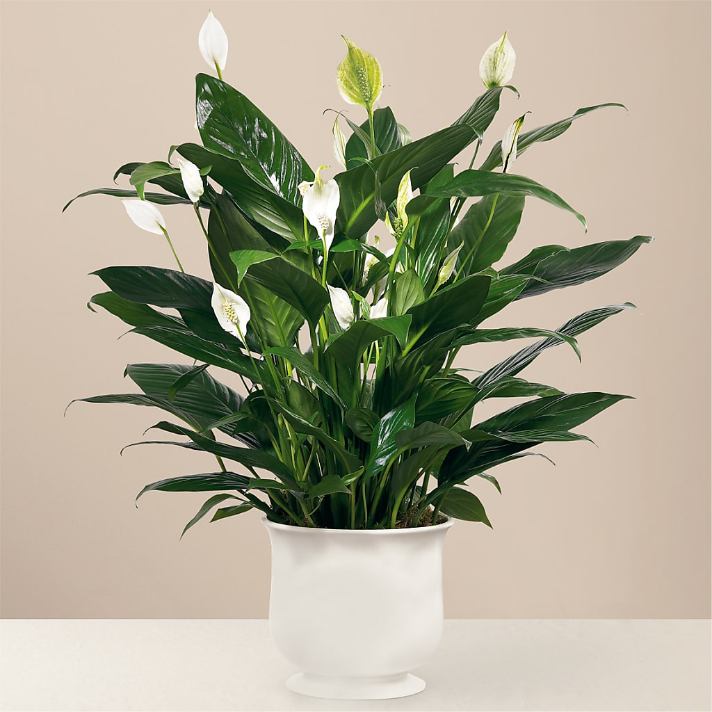 Comfort Planter – Infinity Floral, Osseo MN