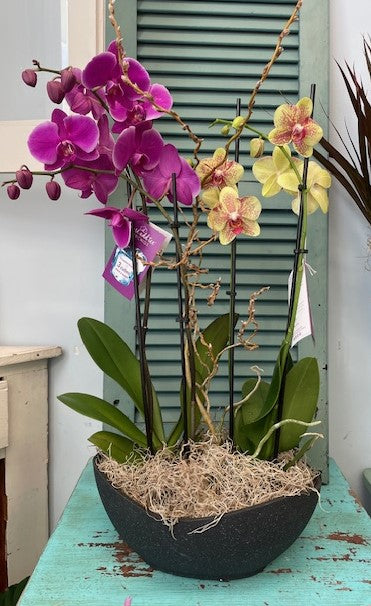 Double Orchid Ensemble – Infinity Floral, Osseo MN