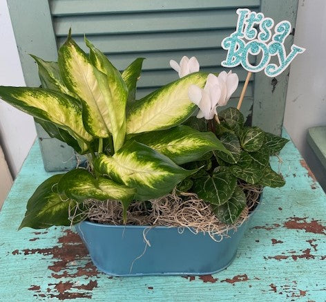 It's A Boy Botanic Bundle – Infinity Floral, Osseo MN