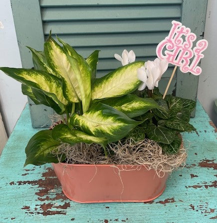 It's A Girl Botanic Bundle
