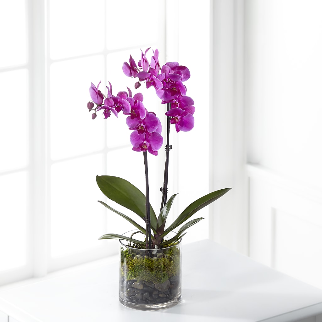 Pink Orchid Plant – Infinity Floral, Osseo MN