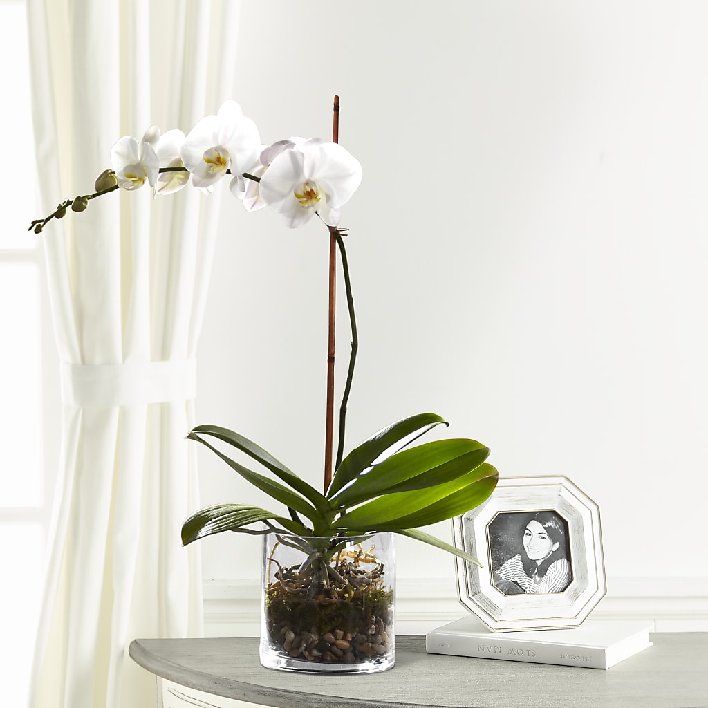 White Orchid Planter – Infinity Floral, Osseo MN