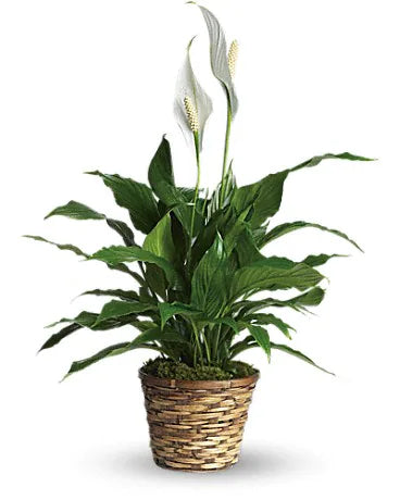 Spathiphyllum (Small) – Infinity Floral, Osseo MN