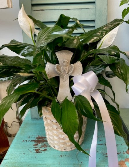 Angelic Harmony Peace Lily (Small)