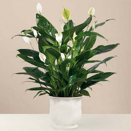 Comfort Planter –  Infinity Floral, Osseo MN