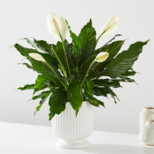 Comfort Planter –  Infinity Floral, Osseo MN