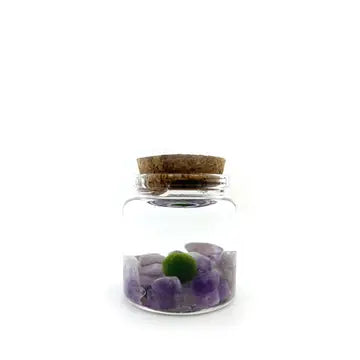 Moss Amigos Amethyst Rico Pet Plant