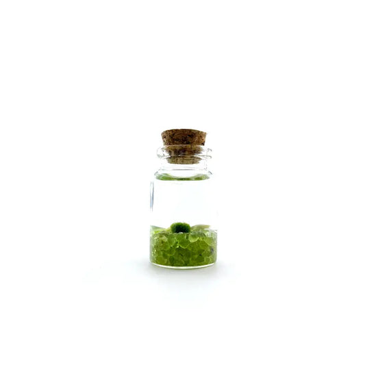 Moss Amigos Peridot Niño Pet Plant