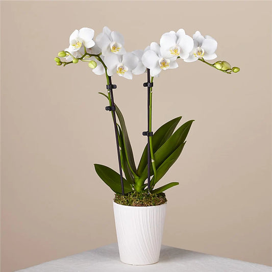 Simply White Orchid