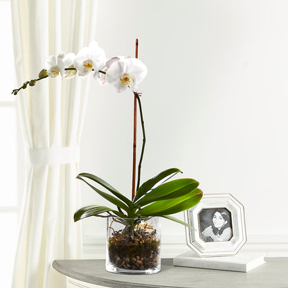 White Orchid Planter –  Infinity Floral, Osseo MN