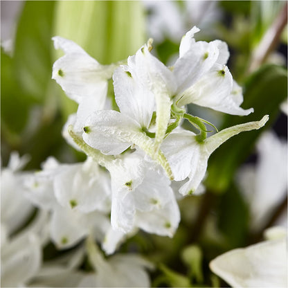 Classic Ivory – A Florist Original –  Infinity Floral, Osseo MN