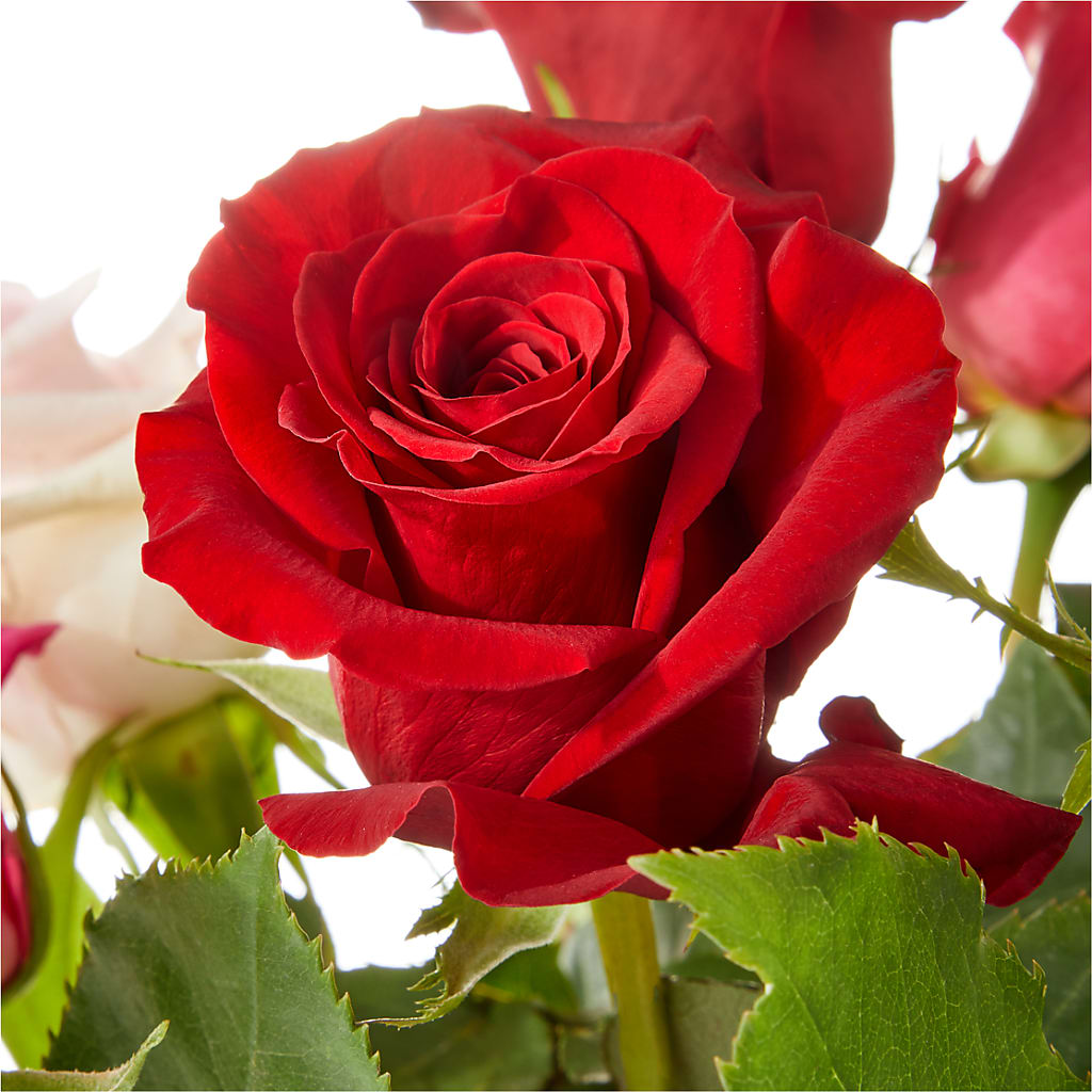 Love Notes Rose Bouquet –  Infinity Floral, Osseo MN